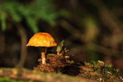 蘑菇 森林 森林地面 落下 秋天的树林 树叶 自然 森林蘑菇