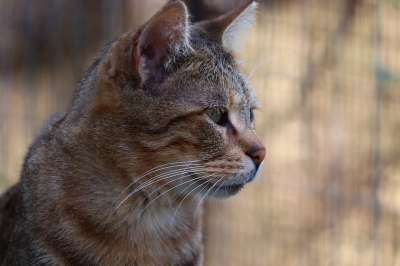猫 猫科动物 胡须 小猫 动物 哺乳动物 荒野 虎斑猫 国内的猫