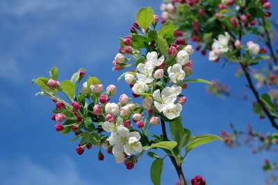 苹果花 树 枝杈 春天 夏天 天空 云 自然 目睹 开花