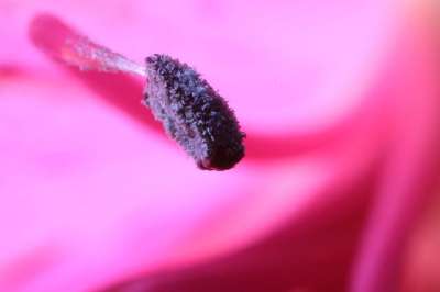 蕊 特写 花 植物 粉色的 美丽的 粉红色的美女
