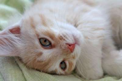 小猫 家猫 猫 宠物 动物 可爱 年轻的猫 猫咪 生姜 红猫