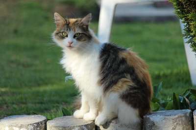 猫 猫科动物 宠物 动物 家猫