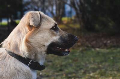 狗 宠物 犬类 动物 毛皮 鼻子 哺乳动物 国内动物 狗肖像