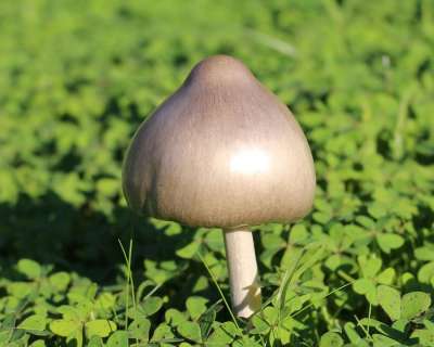 蘑菇 毒菌 银色的 闪亮的 菌 子实体 Soursobs 酢浆草