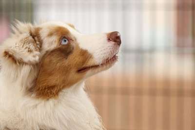 狗 品种 澳大利亚牧羊犬 肖像 动物 眼睛 棕色的狗