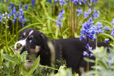 小狗 狗 可爱的 犬类 宠物 花园 花朵 风信子