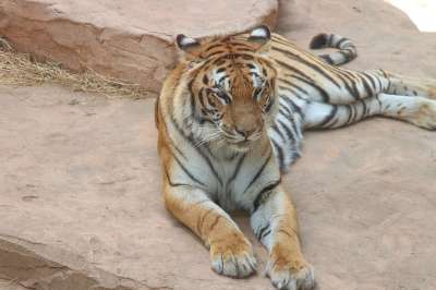 老虎 虎 大猫 猫科动物 有条纹的 带区卷的毛皮 兽 捕食者