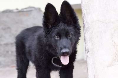 德国牧羊犬 小狗 一只小狗 宠物 狗 人类的朋友 虔诚 语 动物