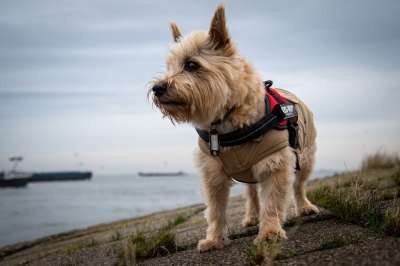 狗 梗犬 宠物 犬类 动物 毛皮 鼻子 哺乳动物 狗肖像