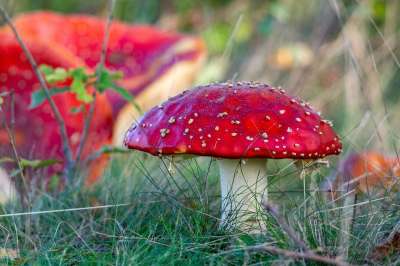 蘑菇 飞木耳 毒 秋季 林 红色 Gif 森林地 季节 本赛季
