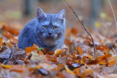 猫 年轻的猫 塞尔柯克直 蓝色的 森林 小猫 宿醉 好奇的
