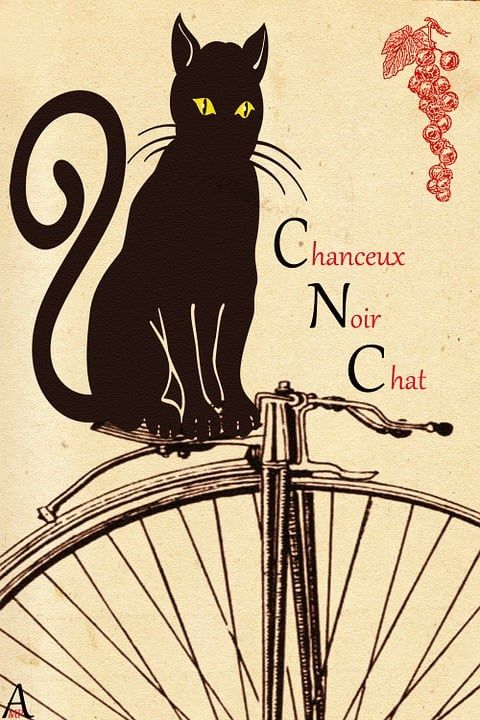黑猫 幸运的 猫 黑色的 卡通片 特点 古怪 动物 象征
