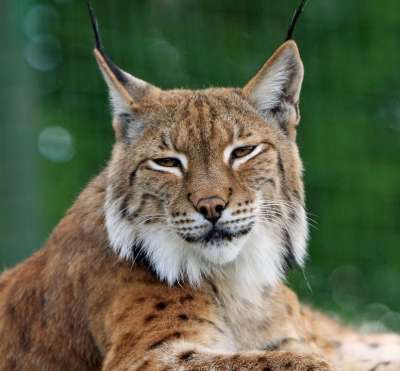 山猫 猞猁 大猫 猫科动物 野生动物 动物 自然 户外 头
