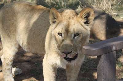 狮子 捕食者 野生动物 大猫 食肉动物 南非