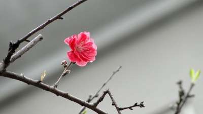 花 桃花 春天 春舞 桃花 桃花 桃花 桃花 桃花