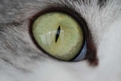 猫咪 猫眼 可爱 虹膜 向上 鲭鱼猫 鲭鱼纹 母猫 脸