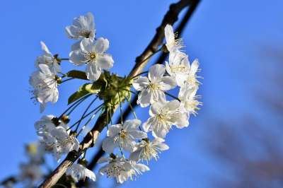 苹果花 苹果树 苹果树花 盛开 春天 开花 白色的 春花 梅花