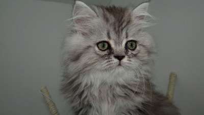 猫 猫科动物 头发 猫咪 公猫 Twink 拥抱 小猫