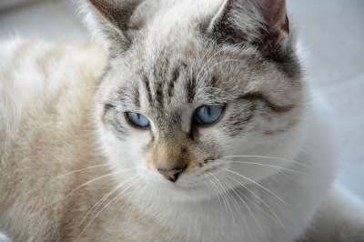 猫 年轻的猫 头 胡子 蓝眼睛 家畜 动物 家猫 宠物