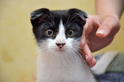 猫 折 特写