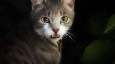 虎斑猫 猫 舒适 特写 肖像 猫科动物 动物 宠物 舌头 眼睛