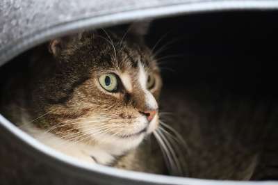 宿醉 猫 猫眼 家猫 欧洲短毛 鲭鱼 家畜 晶须 猫脸