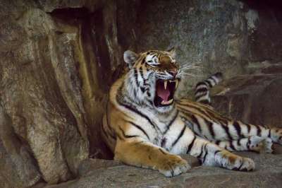 老虎 捕食者 牙齿 大猫 危险的 西伯利亚虎 Amurtiger