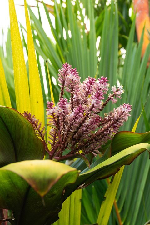 花 森林 紫色的 春天 自然 盛开 夏天 木头 绿色 分行