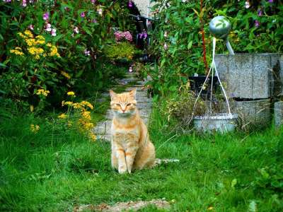 猫 花园 红猫 家猫 家畜 年轻的猫