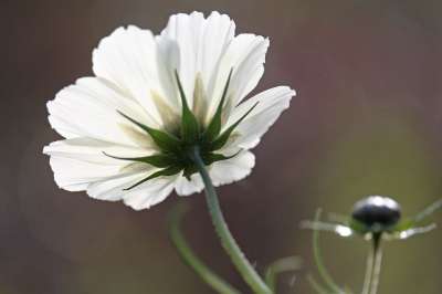 首饰篮 白色美女 Cosmea 自然 花园 花瓣 花园设计 花园花