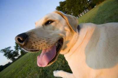 家庭 宠物 狗 黄色实验室 拉布拉多犬 广角