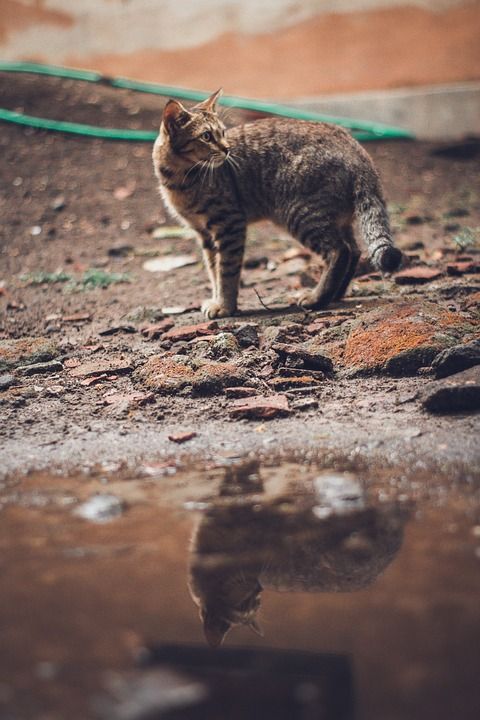 猫 反射 水 老虎 丛林 爱 狮子 猫科动物 巫婆 黑色的