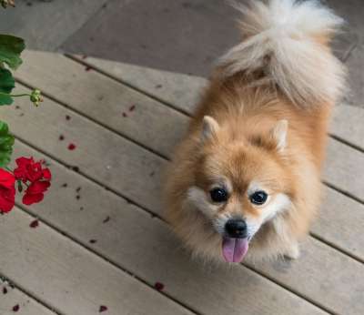 博美犬 狗 宠物 犬类 可爱的 小狗 动物 毛茸茸的 品种