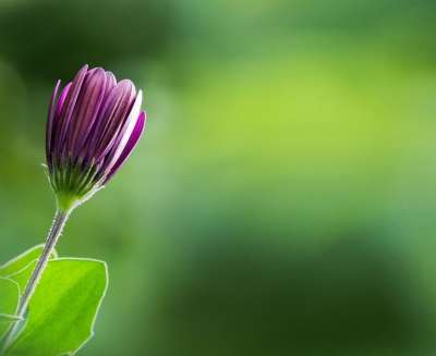 春天 芽 开花 紫色的 绿色 背景图片 博恩霍尔默玛格丽特
