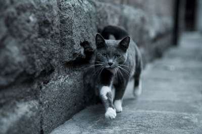 猫 灰色的 灰猫 猫跑 猫在运动 宿醉 小猫 黑色的 家猫