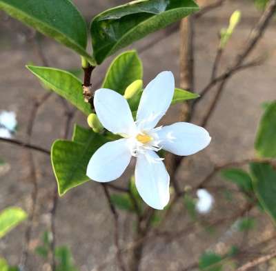 玛格丽特 黛西 花 白色的 漂亮 美丽 盛开 植物 颜色 装饰