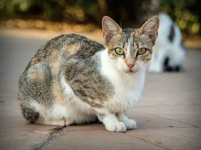 猫 猫科动物 动物 吉祥物 被驯服的 可爱 肖像 多毛 小猫