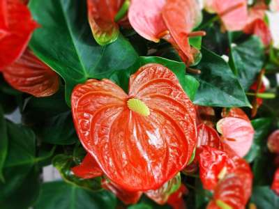 红掌 蕾丝叶 红色花 花朵 热带植物 植物群 自然 植物 盛开
