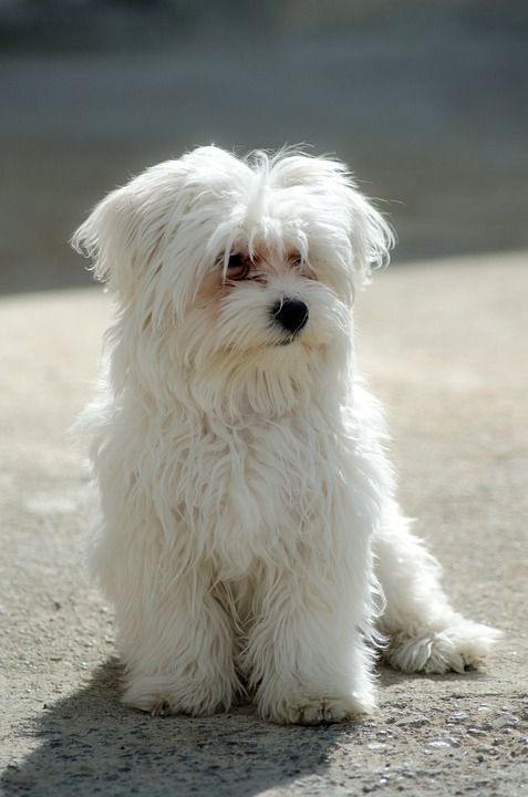狗 马耳他语 宠物 白色的 小狗 蓬松的 可爱的 犬类