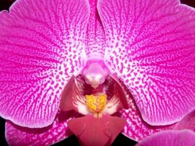 兰花 花 明亮的 紫色 植物群 生长 装饰 芽 叶子