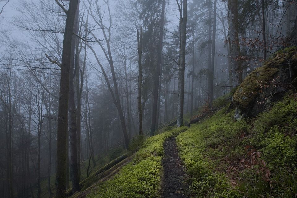 Wehraschlucht, 黑森林, 森林, 景观, 自然, 户外, 荒野