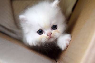 小猫 猫 迷人 动物 毛茸茸的 小的 俏皮 白色的 这个位置