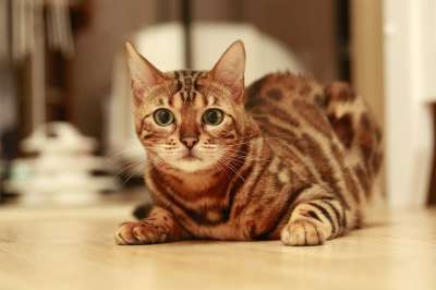 猫 孟加拉 孟加拉猫 宝贝猫 动物 猫的图片 宠物 微妙的组合
