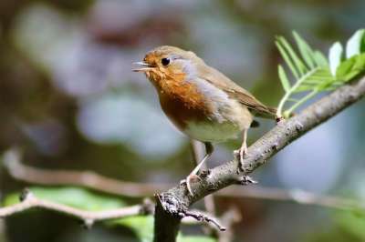 知更鸟 鸣禽 小小鸟 罗宾 Erithacus Rubecula 鸟