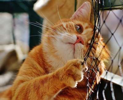 猫 宿醉 红色的 可爱的 鲭鱼 老虎 舒适 动物 家猫 毛皮