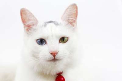 猫 铃铛 不同颜色的眼睛 白苔 宠物