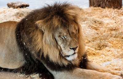 狮子 捕食者 大猫 动物 哺乳动物 非洲 野生动物 男性 危险的