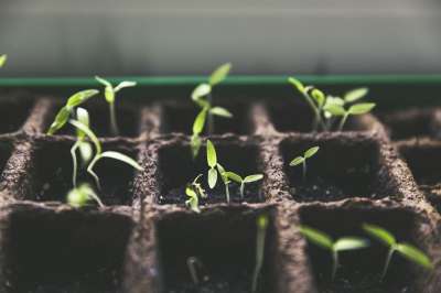 植物 品种 育种 番茄果实 花园 家庭花园 收成 绿色 盆栽文化