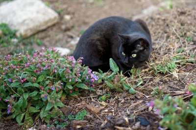 猫 黑色的 猫眼 家畜 哺乳动物 老虎 自然 捕食者 小猫