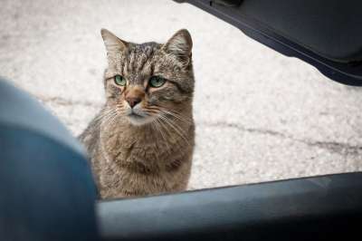猫咪 动物 老虎 爱 毛皮 宠物 狮子 捕食者 猫 小猫